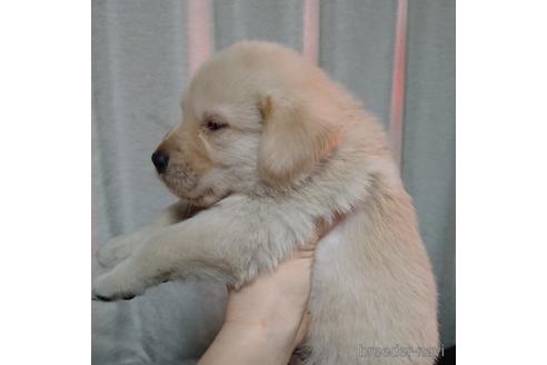 成約済の北海道のミックス犬-223144の3枚目