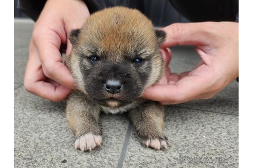 成約済の長崎県の柴犬-224817の4枚目