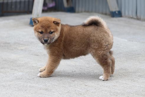 成約済の埼玉県の柴犬-221128の5枚目