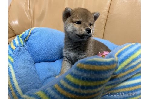 成約済の栃木県の柴犬-225086の1枚目