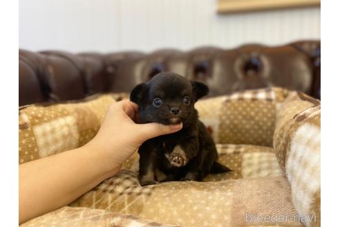 成約済の香川県のチワワ(ロングコート)-225591の3枚目