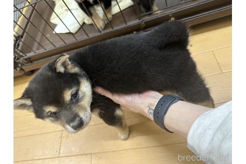 成約済の千葉県の豆柴-226250の4枚目