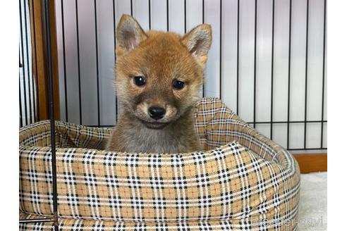 成約済の岡山県の柴犬-226788