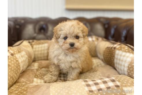 成約済の香川県のマルプー:マルチーズ×トイプードル-222802の1枚目