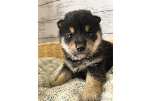 成約済の静岡県の柴犬-230585の1枚目