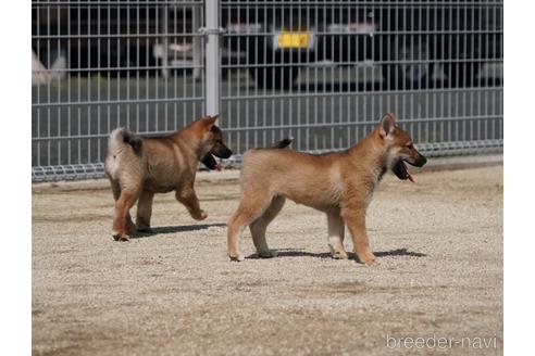 成約済の愛媛県の四国犬-230760の3枚目