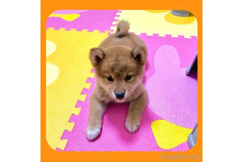 成約済の京都府の柴犬-233297の2枚目