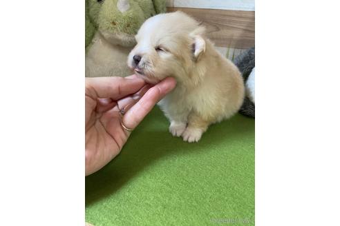 成約済の神奈川県のポメラニアン-236075の3枚目