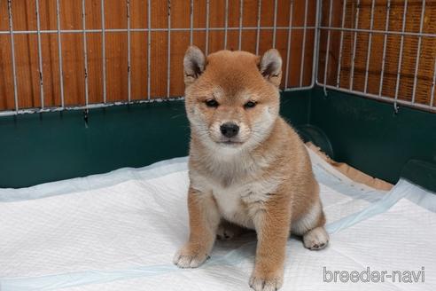 成約済の愛知県の柴犬-232393の2枚目