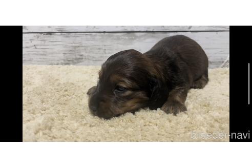 成約済の鹿児島県のミニチュアダックスフンド(ロングヘアード)-236313の3枚目