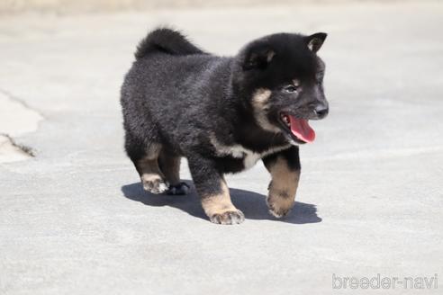 成約済の埼玉県の柴犬-232946の5枚目