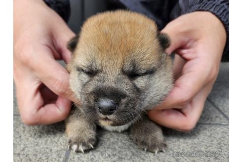 成約済の長崎県の柴犬-237316の3枚目