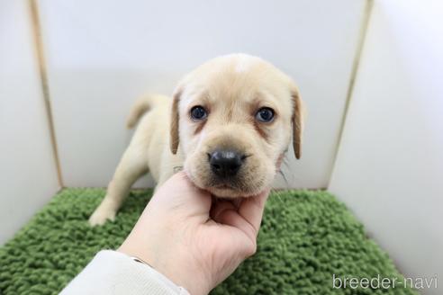 成約済の群馬県のラブラドールレトリーバー-234367の7枚目