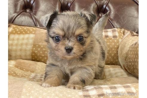 成約済の香川県のチワワ(ロングコート)-238175の1枚目