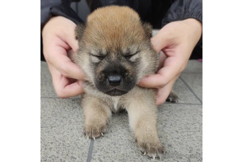 成約済の長崎県の柴犬-245893の3枚目