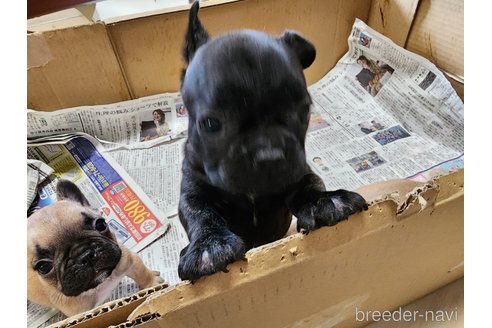 成約済の愛知県のフレンチブルドッグ-245940の5枚目