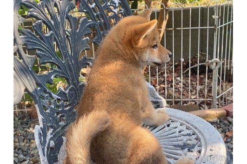 販売中の岡山県の柴犬-233533の10枚目