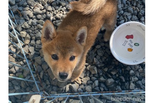 販売中の岡山県の柴犬-233533の6枚目