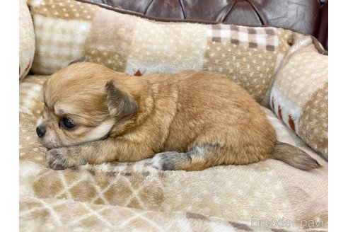 成約済の香川県のチワワ(ロングコート)-248631の2枚目