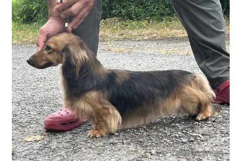 成約済の兵庫県のミニチュアダックスフンド(ロングヘアード)-248744の2枚目