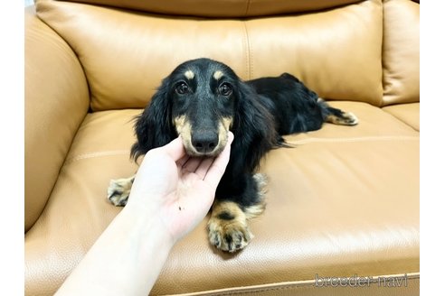 成約済の兵庫県のカニンヘンダックスフンド(ロングヘアード)-248985の2枚目