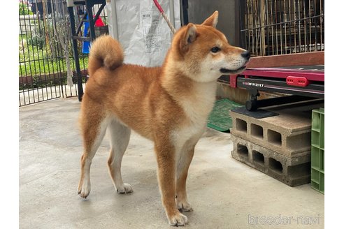 成約済の岡山県の柴犬-249586の5枚目