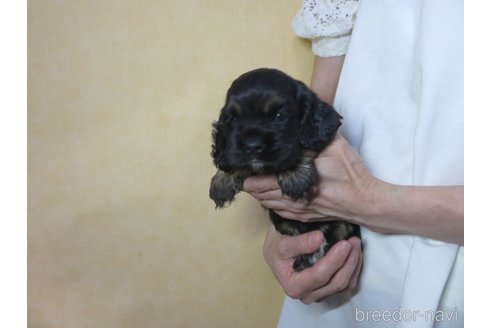 成約済の愛知県のアメリカンコッカースパニエル-245045の11枚目