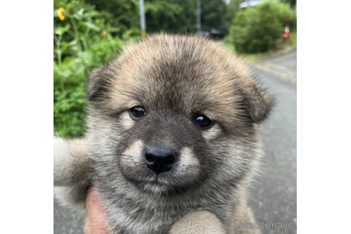 成約済の福島県のミックス犬-250232の3枚目