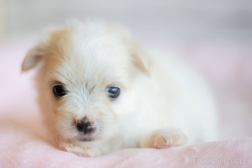 成約済の北海道のミックス犬-249258の1枚目