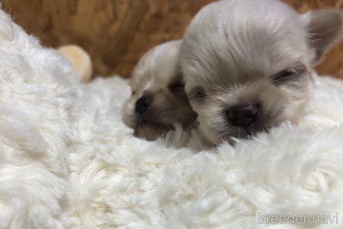 成約済の和歌山県のチワワ(ロングコート)-250598の8枚目