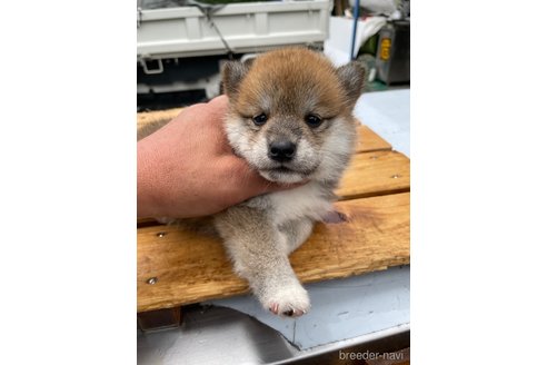 成約済の広島県の柴犬-247527の2枚目