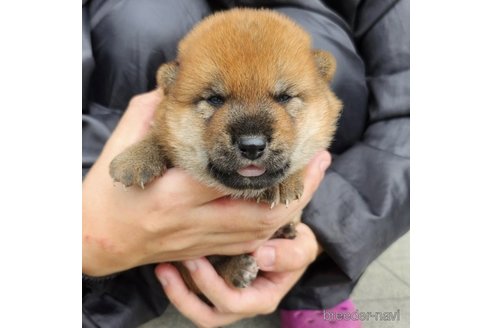 成約済の長崎県の柴犬-251110の3枚目