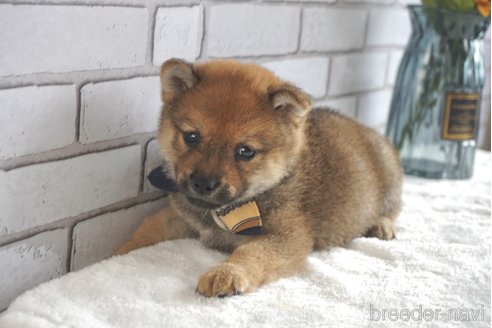 成約済の熊本県の豆柴-251205の13枚目