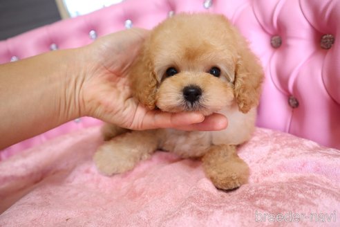 成約済の茨城県のタイニープードル-251674の14枚目