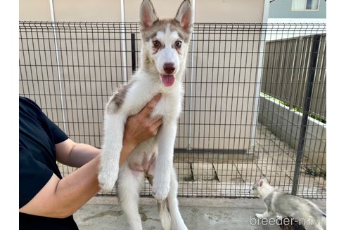 成約済の群馬県のシベリアンハスキー-236296の4枚目