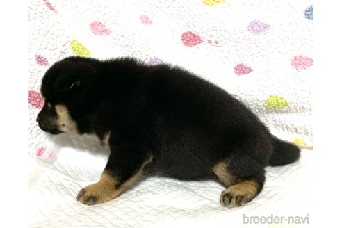 成約済の滋賀県の柴犬-253078の2枚目