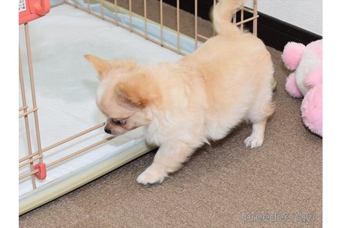 成約済の愛知県のチワワ(ロングコート)-248123の4枚目