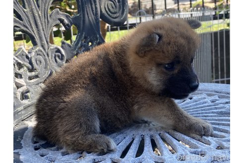 成約済の岡山県の柴犬-249581の4枚目