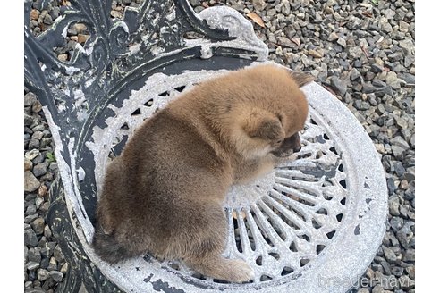 成約済の岡山県の柴犬-249580の4枚目