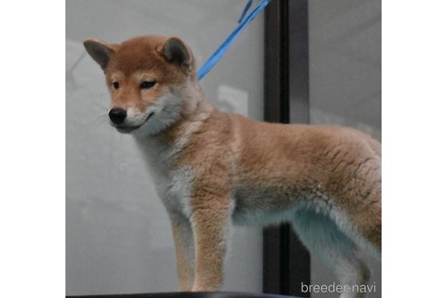 成約済の神奈川県の柴犬-255339の3枚目