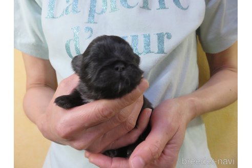 成約済の愛知県のペキニーズ-255837の14枚目