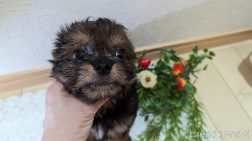 成約済の広島県のチワプー:チワワ×トイプードル-245108の13枚目