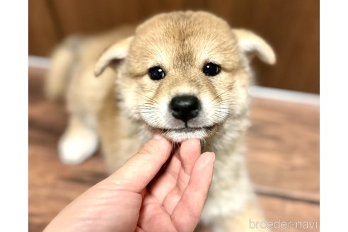 成約済の埼玉県の柴犬-250205の1枚目