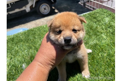 成約済の広島県の柴犬-257661の3枚目