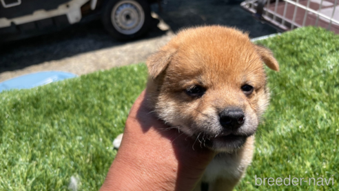 成約済の広島県の柴犬-257665の4枚目