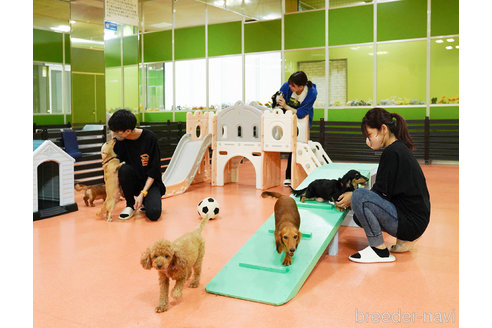 成約済の神奈川県のミニチュアダックスフンド(ロングヘアード)-253863の2枚目