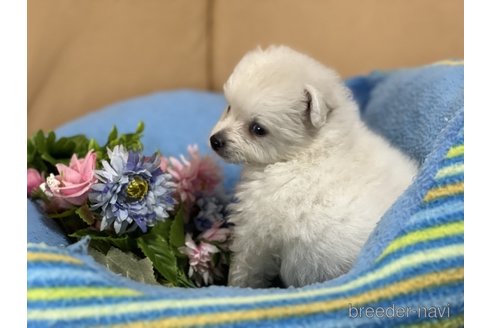 成約済の栃木県のミックス犬-260071の2枚目