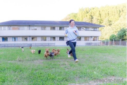 成約済の千葉県のポメラニアン-253747の2枚目