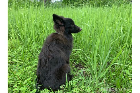 成約済の東京都のミックス犬-234763の19枚目