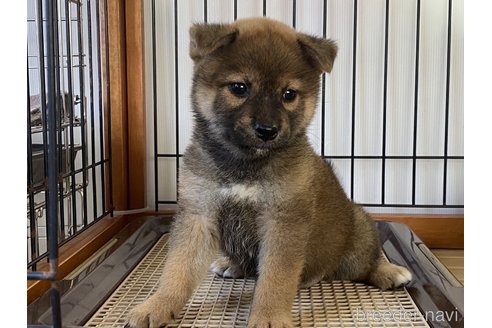 成約済の岡山県の柴犬-264525の5枚目